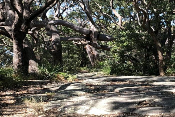 Photo of Mount Ettalong Reserve