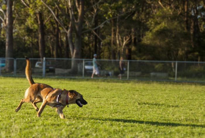 Photo of dog playing