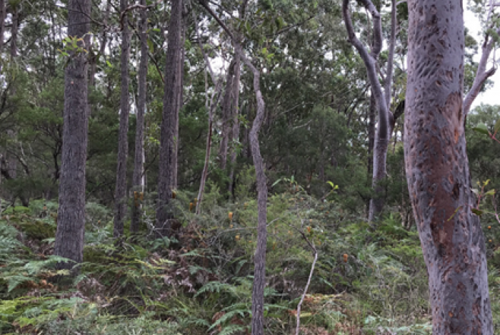 Vegetation within Porters Creek Wetland