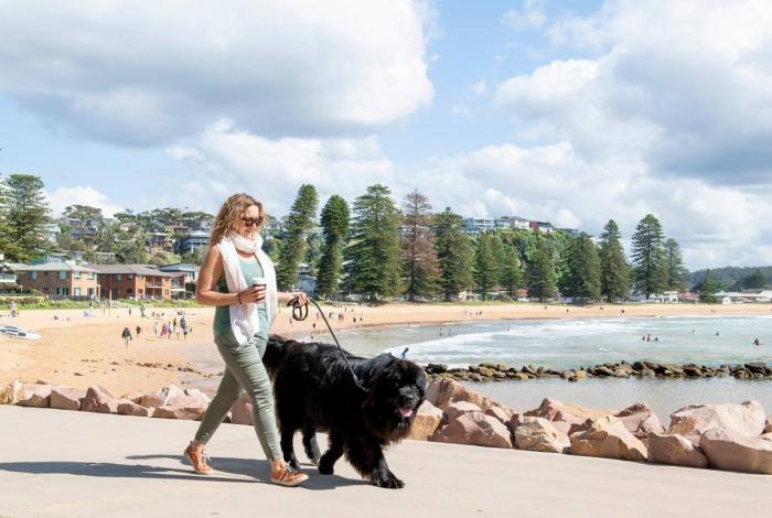 Photo of dog being walked on a leash