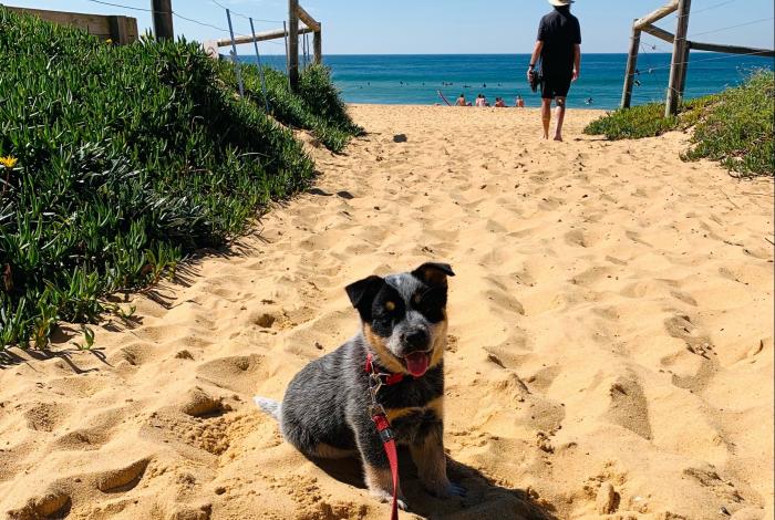 Photo of dog on leash at beach entryway