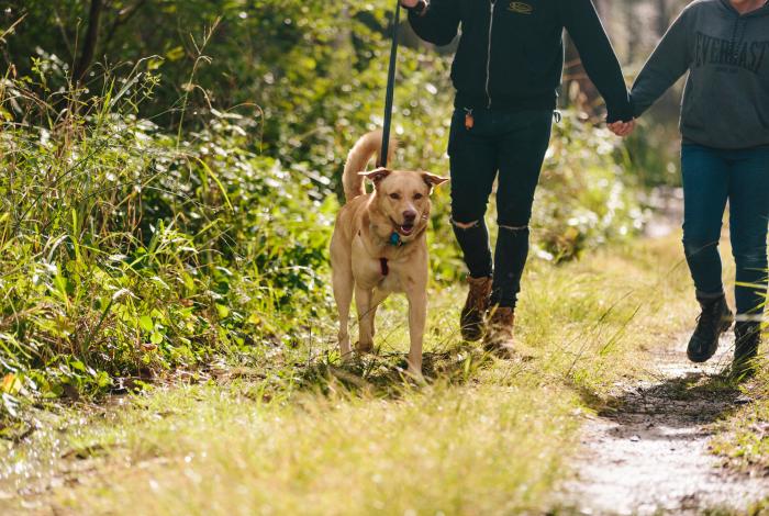 Dog walking with two people through bushland