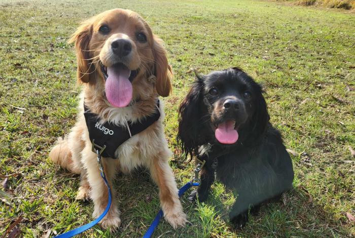 Photo of two dogs